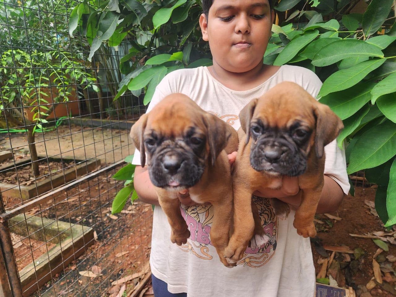 Buy Male Boxer Puppy from Kolkata